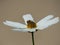 Bee Inside of Garden Cosmos Flower Cosmos Bipinnatus White