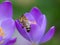 Bee inside purple flower