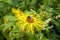 Bee on Inula hookeri bloom