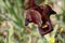 A bee on the Iris atropurpurea flower