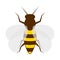 Bee isolated on the white. Honey bee sweet yellow animal.