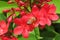 Bee on jatropha flowers, closeup