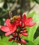 Bee on jatropha flowers, closeup