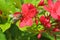 Bee on jatropha flowers, closeup