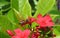 Bee on jatropha flowers, closeup