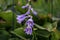 Bee just crawled into a lavendar hosta bloom