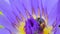Bee keep pollen of purple lotus.