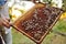 bee-keeper takes out of the beehive or apiary the frame for bees