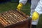 Bee keeping demonstration at show.