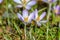 Bee in landing approach on purple crocus