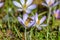 Bee in landing approach on purple crocus