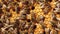 Bee Larvae and Eggs. Capped worker brood, Sealed Brood. Reproduction of Honey Bee. A honey bee colony, a honeycomb close