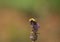 Bee on a lavanda flower