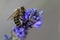 Bee on the lavander flower