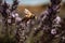 Bee in Lavender Field with Rolling Hills and Blue Sky