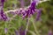 Bee on lavender flower