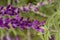 Bee on lavender flower