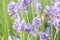 Bee on lavender flower