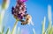 Bee on lavender flower