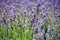 Bee on lavender flower springtime