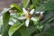 BEE ON LEMON BLOSSOM