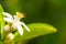 Bee on lemon flower