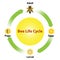 Bee life cycle background and vector