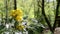 Bee lifting off a Yellow Blossom swinging in the wind. The Mahonia aquifolium, the Oregon grape, on a sunny spring day in a park i