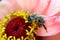 Bee On Light Pink Zinnia Stamens