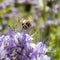 Bee on light violets flowers Phacelia tanacetifolia.