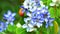 Bee on lignum vitae blue white flowers blooming in garden