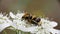 Bee Like Camouflaged Beetle Eating Pollen On Wild White Flower Spring Time Sunny Day Closeup Macro Video