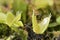 Bee-like fly insect approaching and being captured by Venus fly trap carnivorous plant