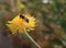 Bee like insect on a dandelion