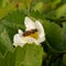 Bee-like striped fly close-up on a strawberry.