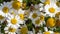 A bee-like syrphid fly perched on white chamomile flowers on a summer day. White wildflowers. Pollination of plants by insects.