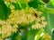 Bee between linden flowers and abundance of foliage leaves. Lime tree or tilia tree in blossom. Summer nature background