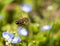 Bee on little blue flowers in nature