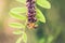 Bee with loaded pollen baskets on purple inflorescence of blooming desert false indigo