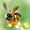 Bee looking for pollen on a yellow flower