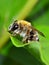 Bee macro - bee on a leaf - bee closeup - bumble-bee