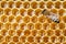 Bee macro shot collecting honey