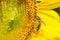Bee in macro view on sunflower, macro insect