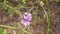 bee on mallow flower and tiny butterfly flying away flapping wings slow motion