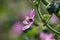 Bee on Malva Flowers on Sunset