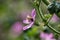 Bee on Malva Flowers on Sunset