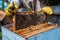 Bee master on apiary. Man in protective hat works with beehive. Beekeeper examining bees on a bee farm on green nature