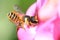 Bee_Megachile ericetorum