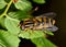 A bee mimic insect on a leaf.