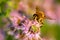 Bee On Mint Flower